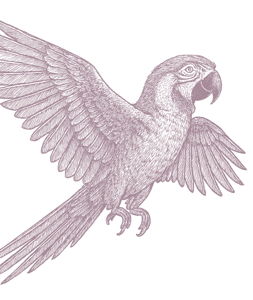 parrot